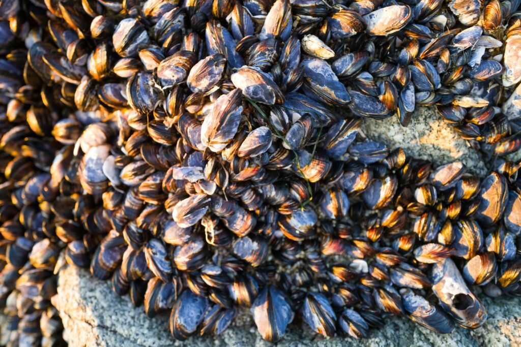 Mussels