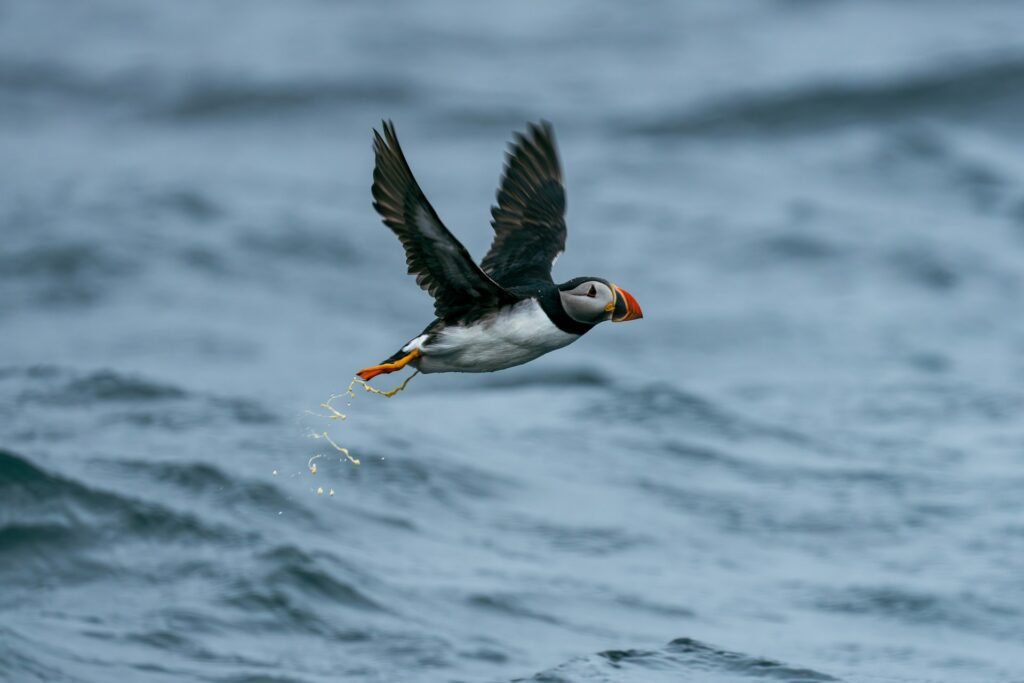 Atlantic Puffin