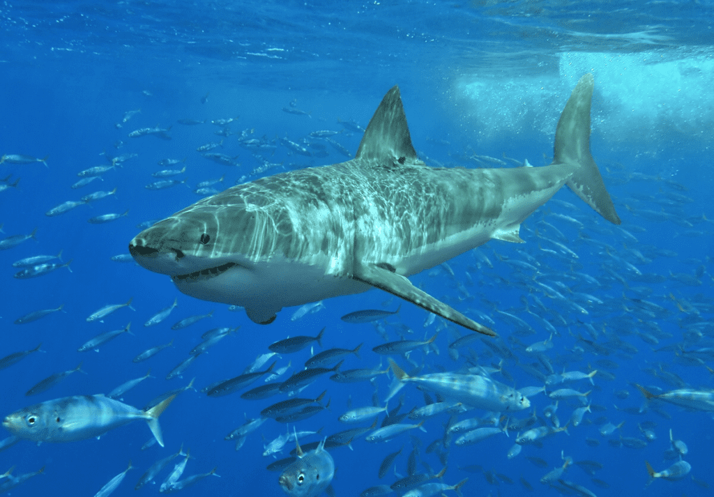  Great White Shark