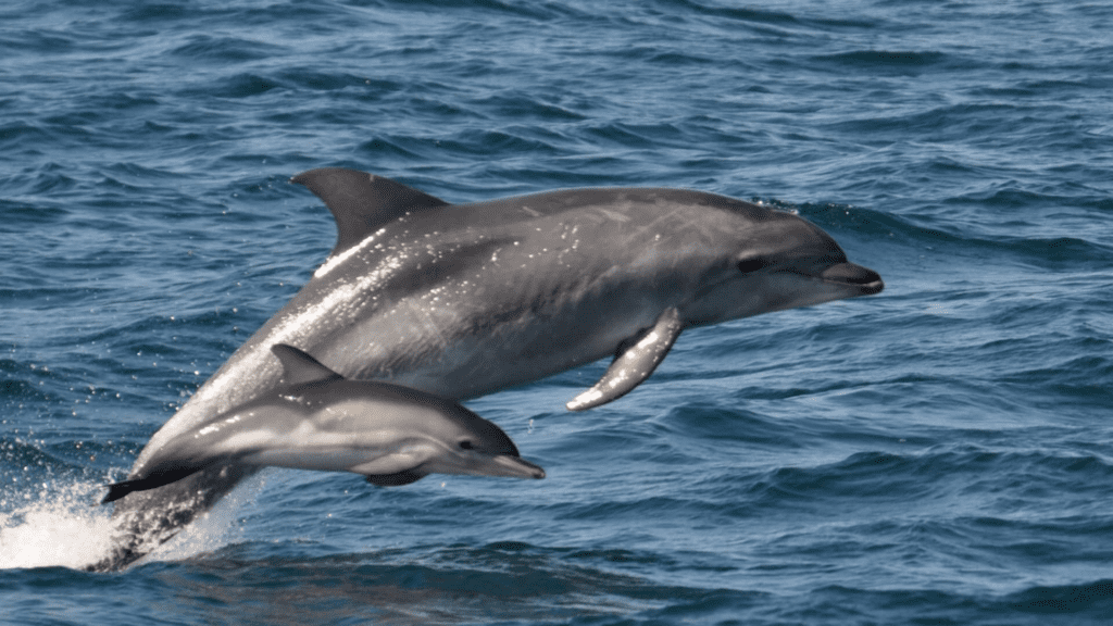 Bottlenose Dolphin