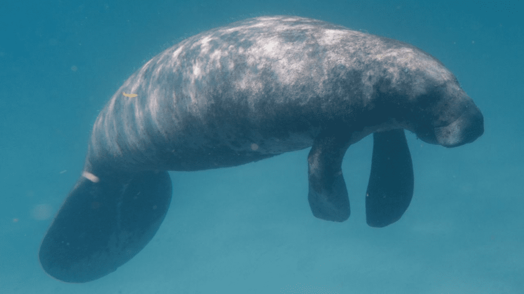 Manatee