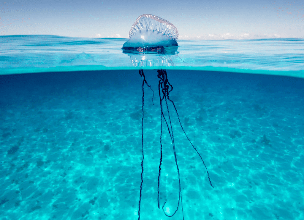 Portuguese Man O' War