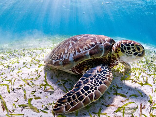 Sea Turtles