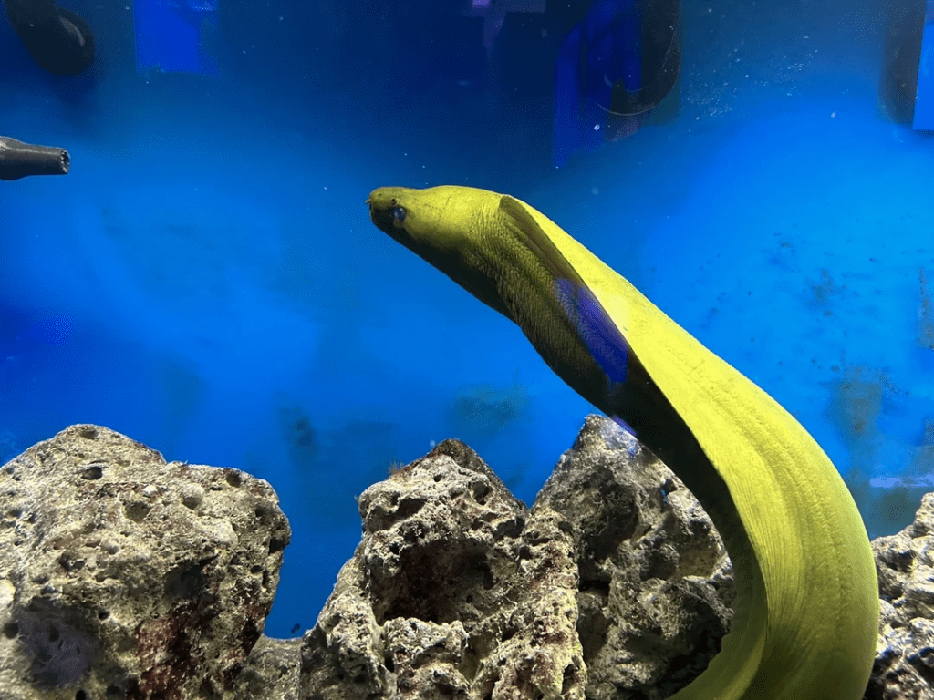 Moray Eel