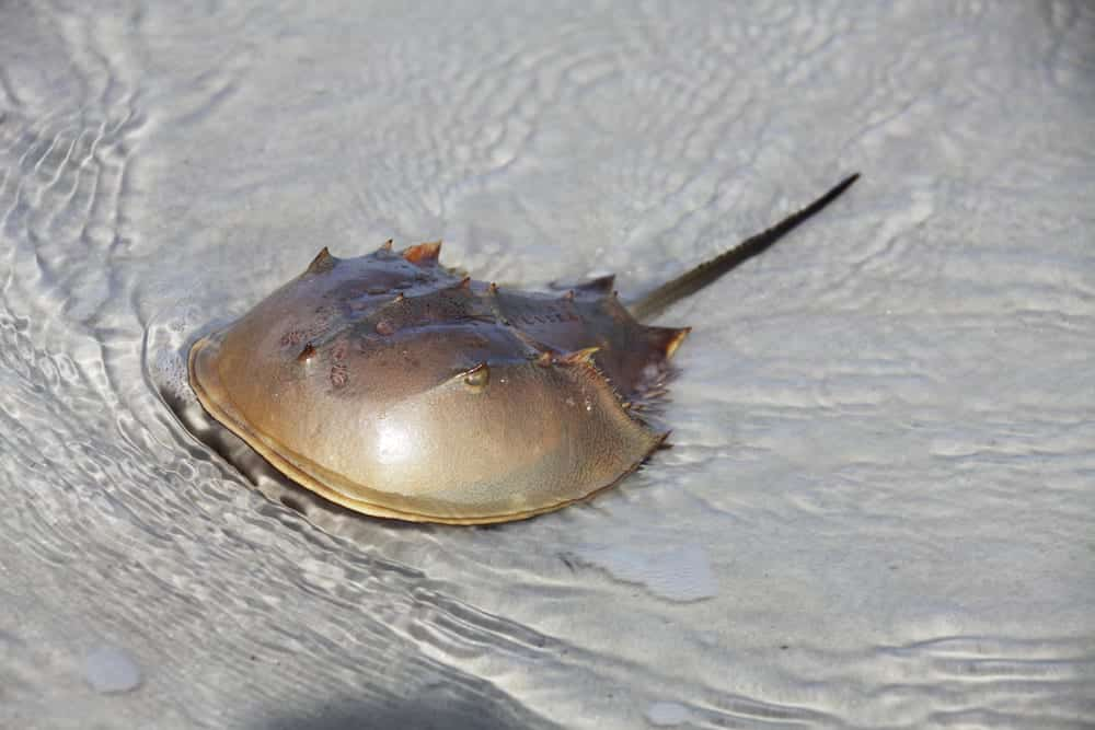 Atlantic Horseshoe Crab