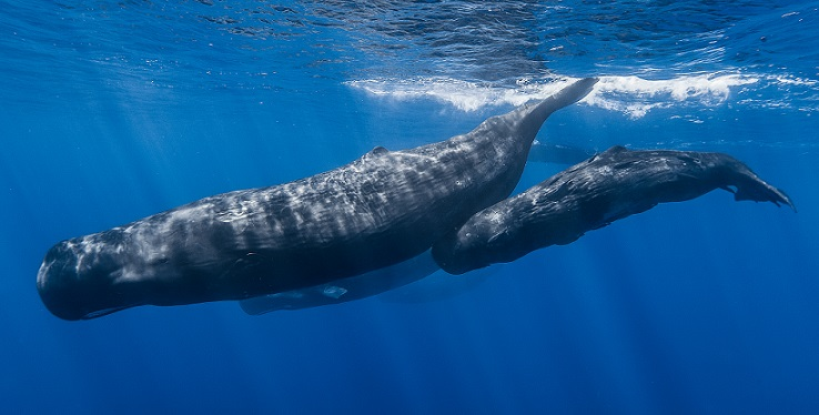 Mediterranean Sea Animals