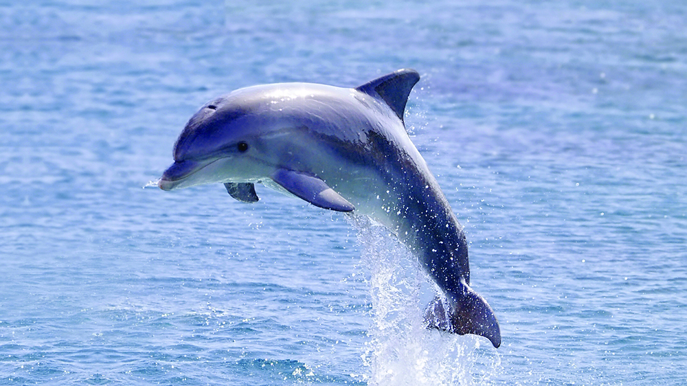 Dolphins: The Playful Ambassadors of the Sea