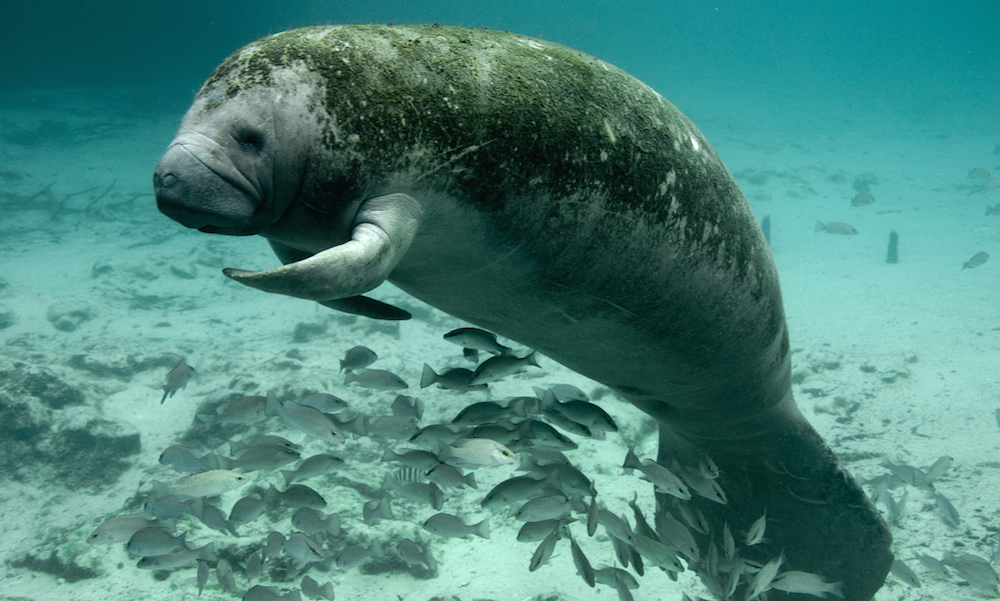 Manatees: The Gentle Giants