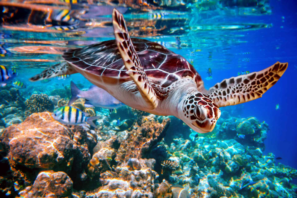 Sea Turtles: The Ancient Navigators