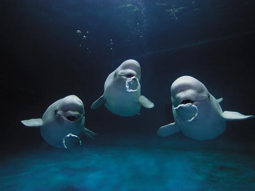 Beluga Whales: The Smiling Sweethearts