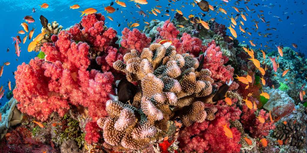 Coral Reefs