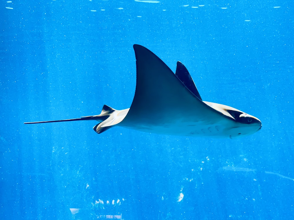 Manta Rays: The Soaring Eagles of the Ocean