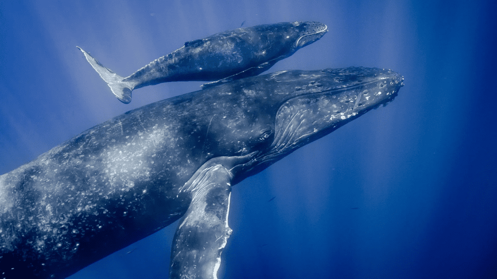 Humpback Whales: The Singing Sailors