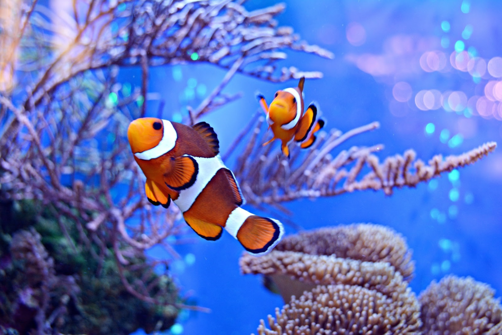 Clownfish: The Reef's Little Jesters