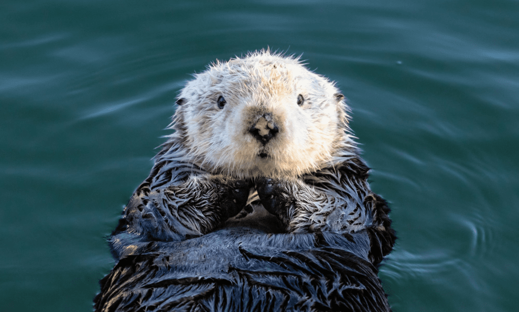 Sea Otters: The Playful Pups of the Sea