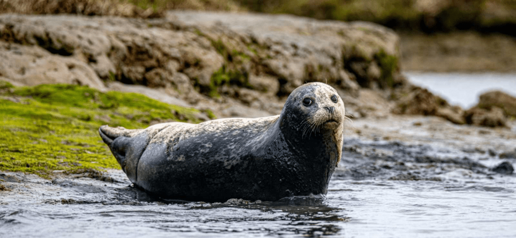 Harbor Seals: The Sunbathers