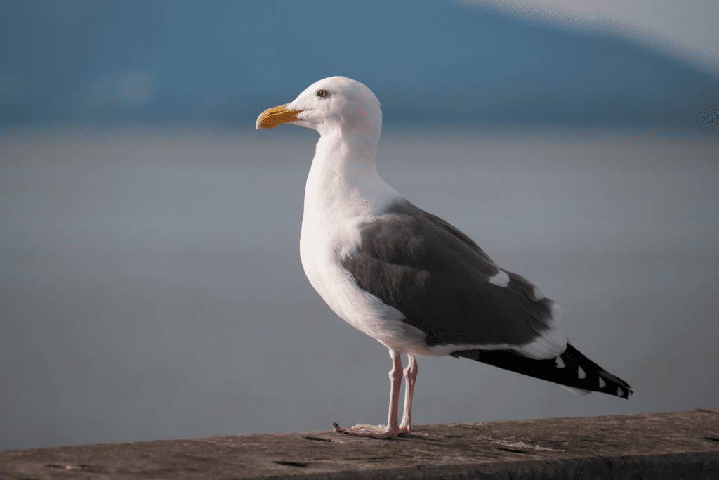 Western Gull