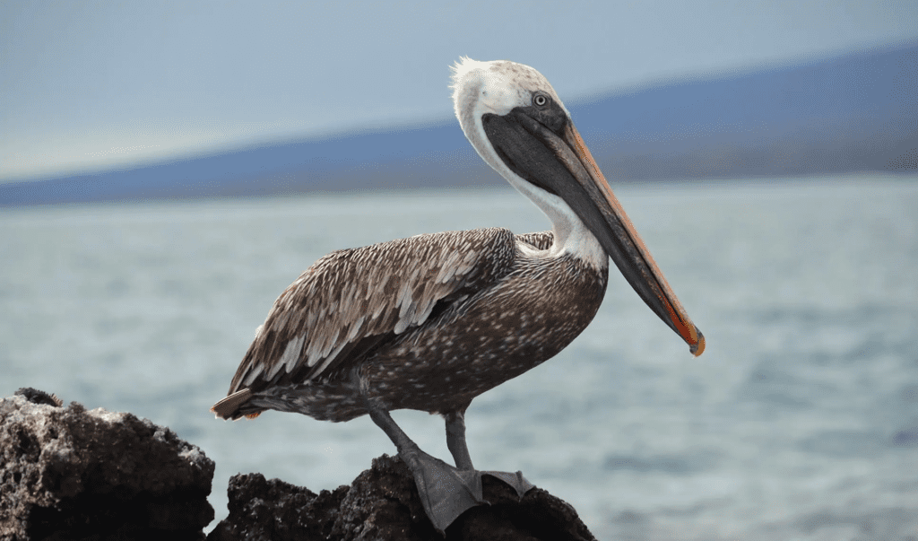 Brown Pelican