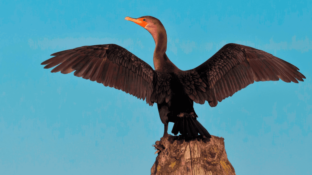 Double-crested Cormorant