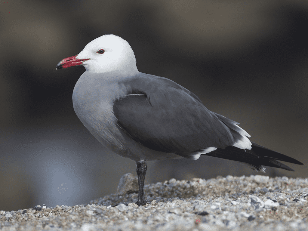 Heermann’s Gull