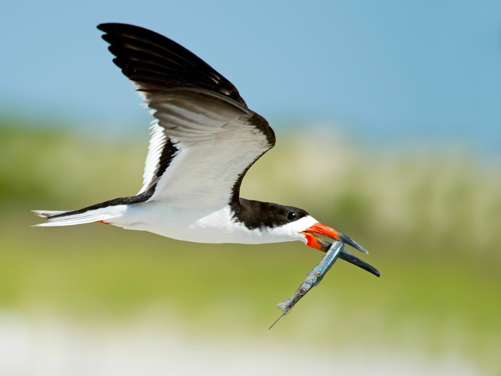 Black Skimmer