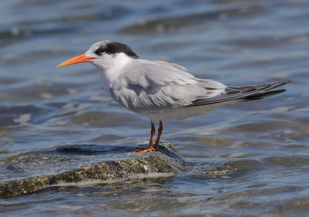 Elegant Tern