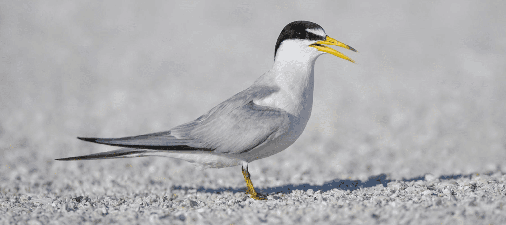 California Least Tern