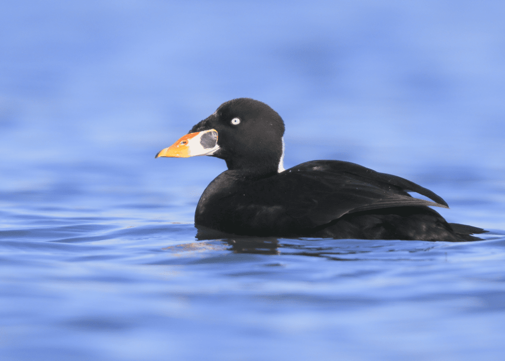 Surf Scoter