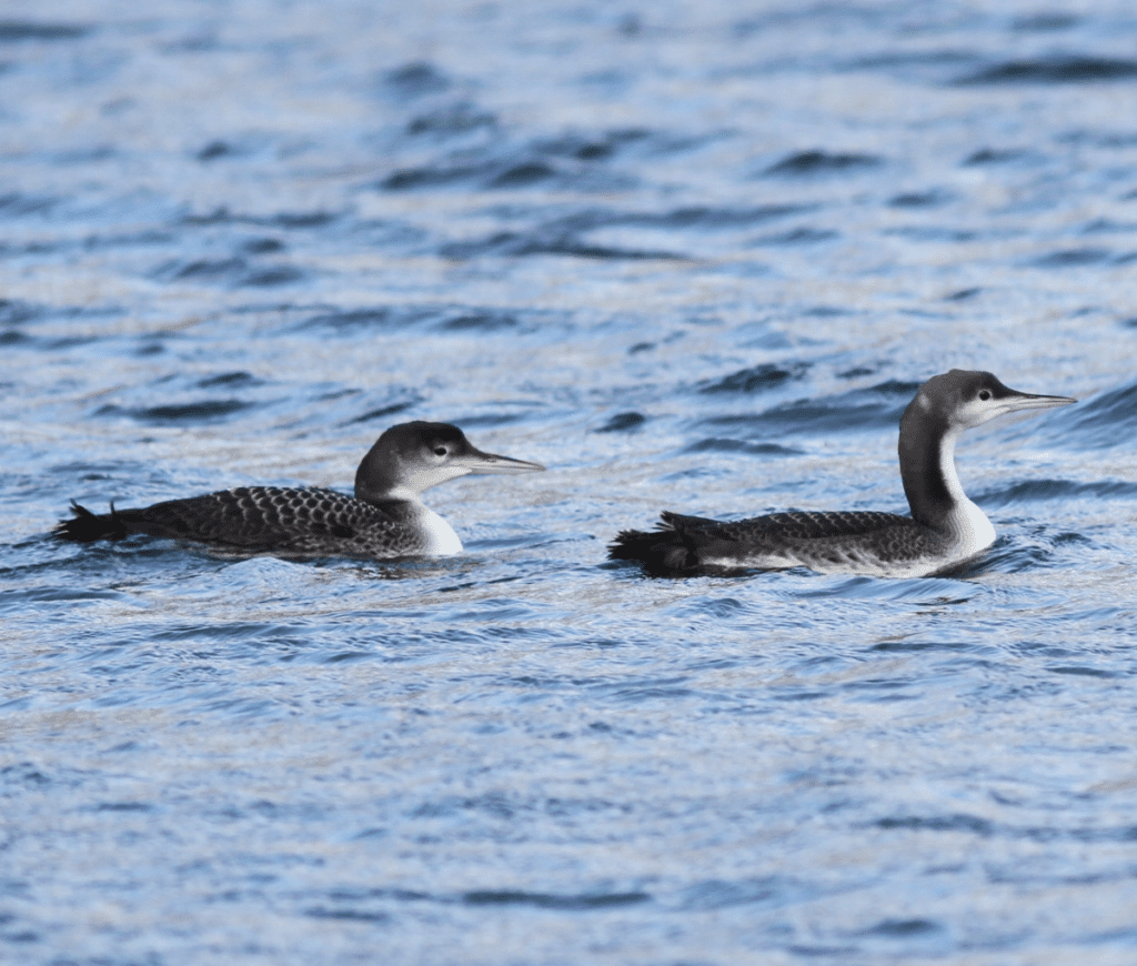 Pacific Loon