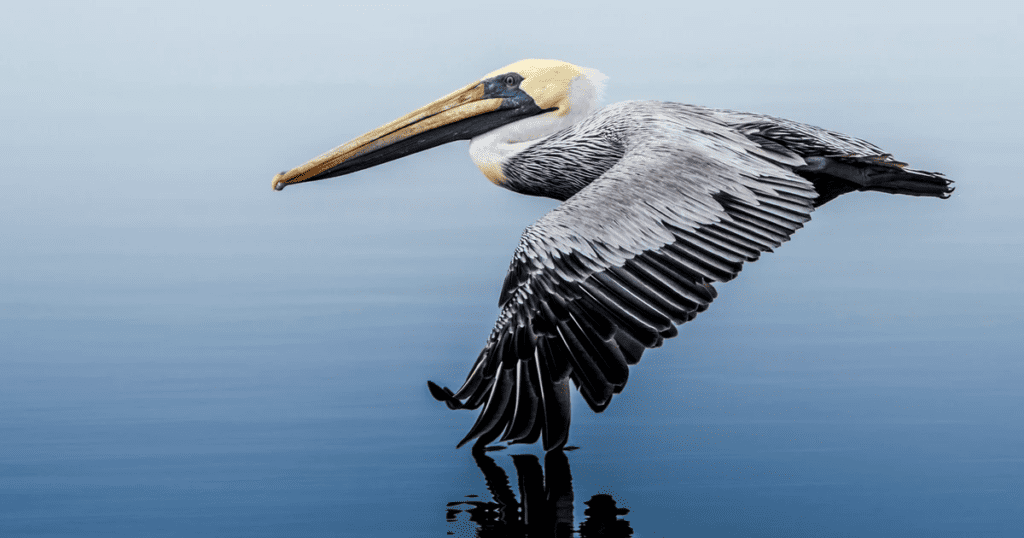 Brown Pelican