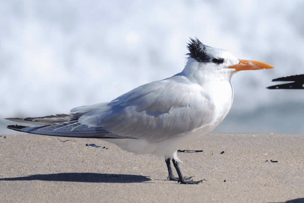 Royal Tern