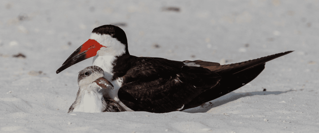 Black Skimmer