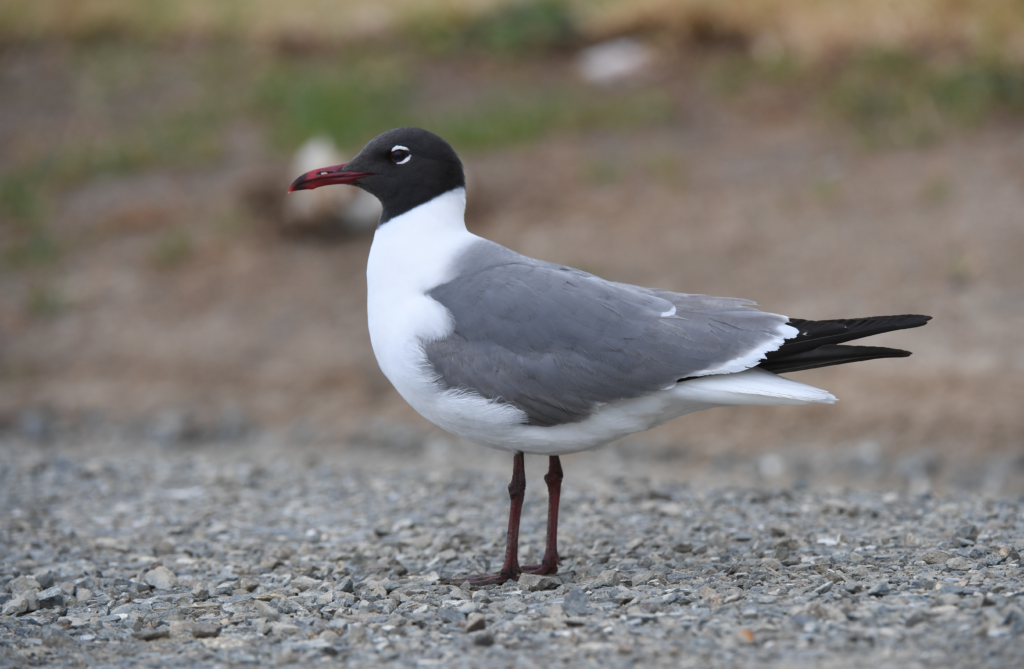 Laughing Gull