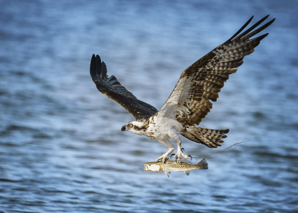 Osprey