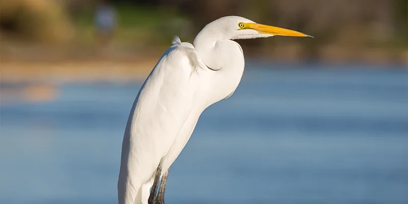 Great Egret