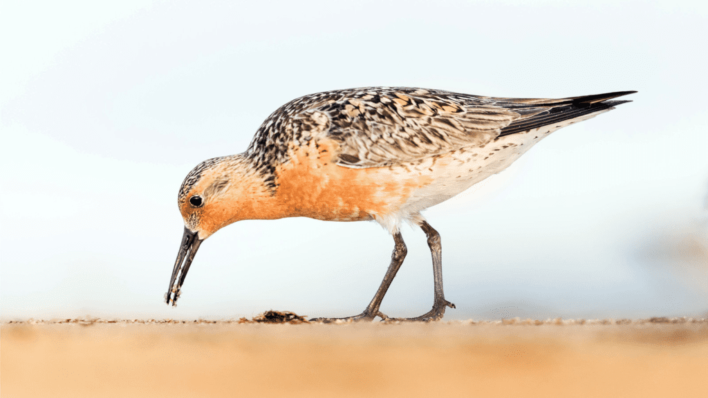 Red Knot