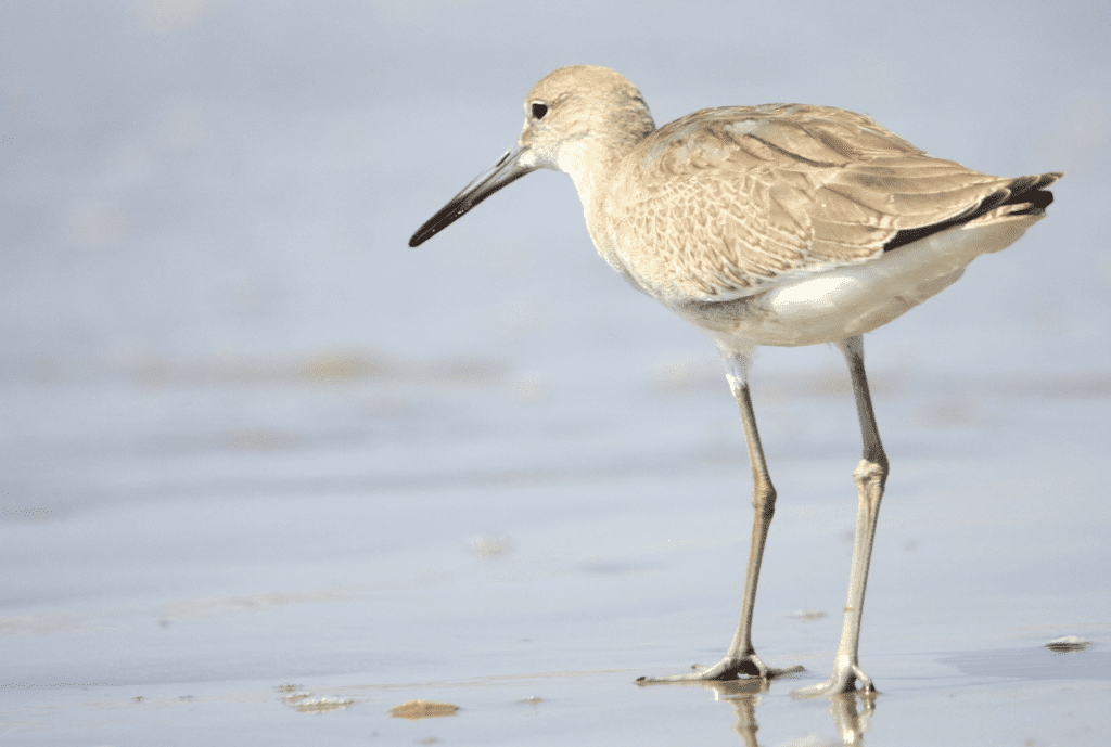 Willet