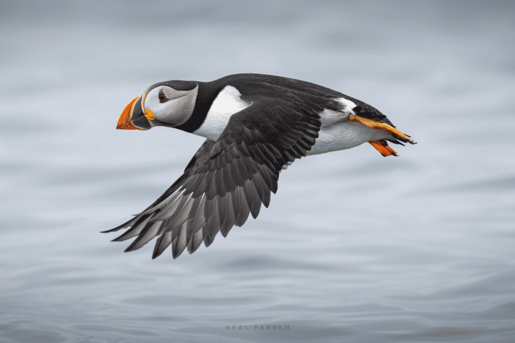 Atlantic Puffin