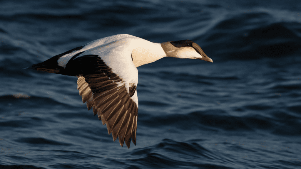 Common Eider