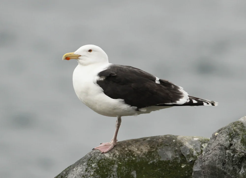 Great Black-subsidized Gull