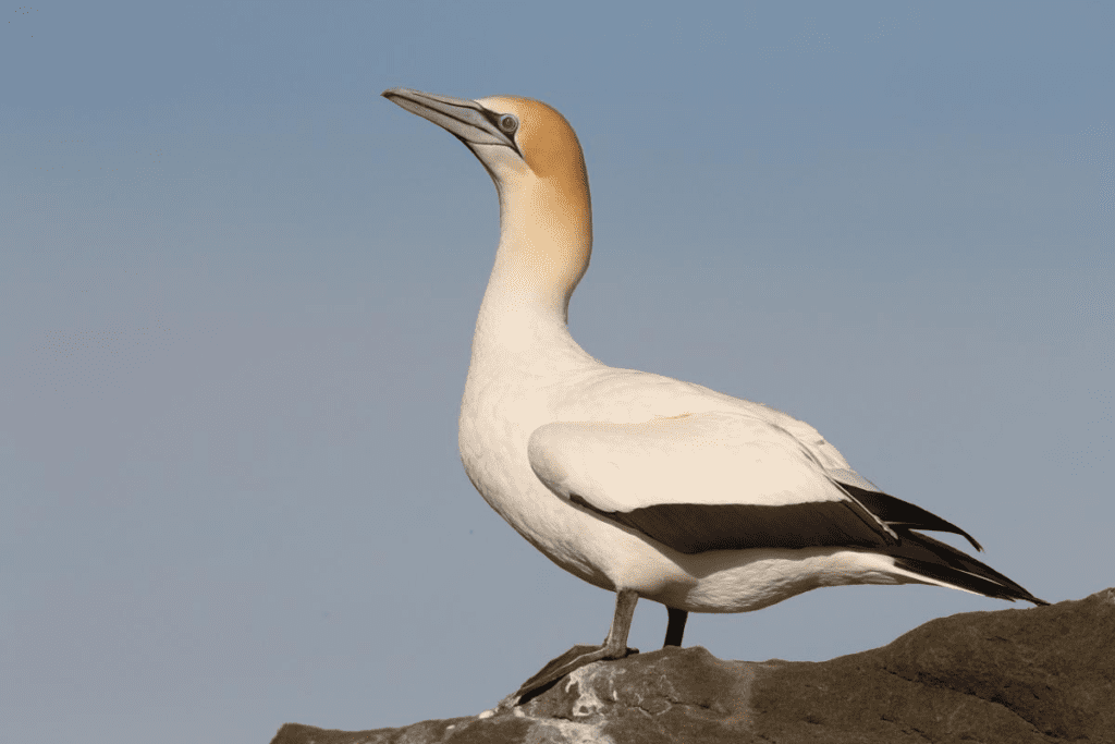 Northern Gannet