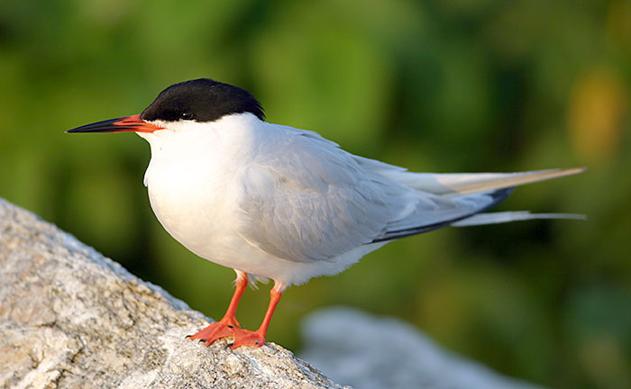 Roseate Tern