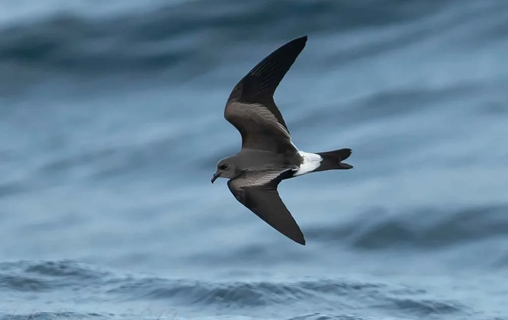 Leach's Storm-Petrel