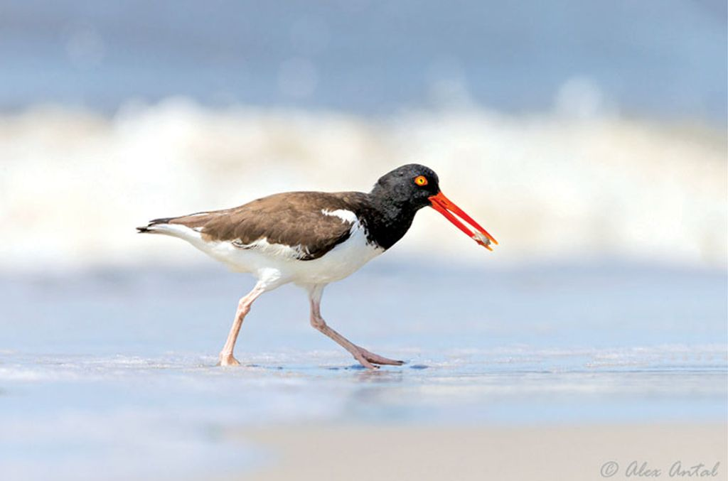 American Oystercatcher