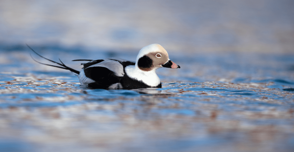 Long-tailed Duck