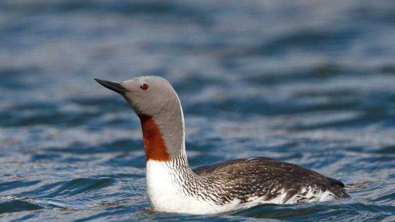 Red-throated Loon