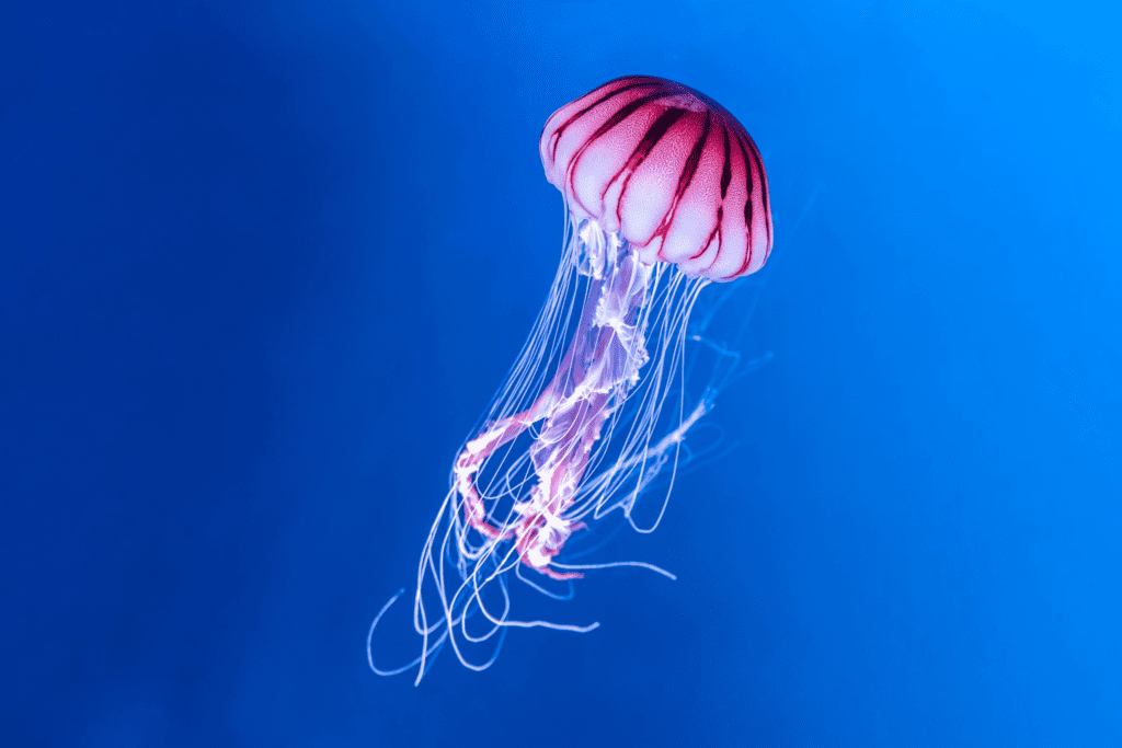 Jellyfish