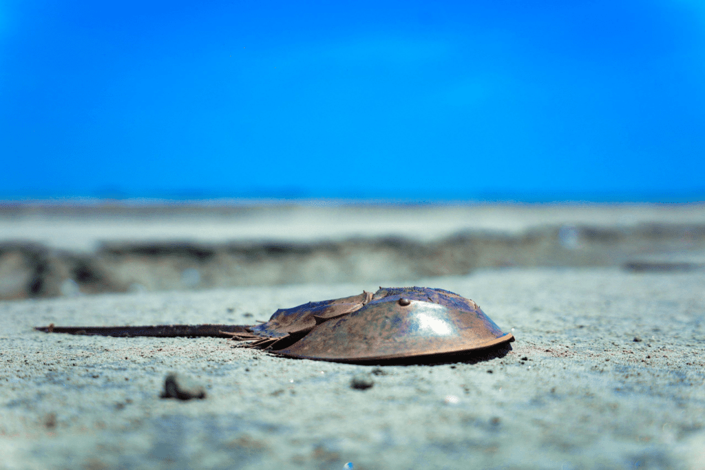 Horseshoe Crab