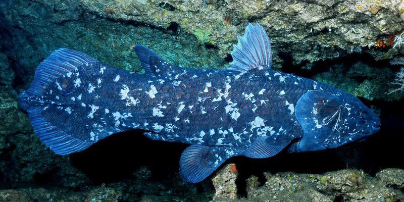 Coelacanths