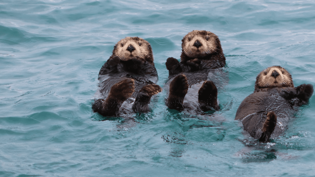 Sea Otters